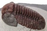 Deep Red Gerastos Trilobite - Zerig, Morocco #286800-2